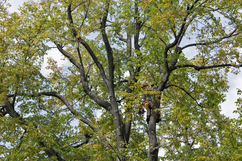 Tree Trimmed Back